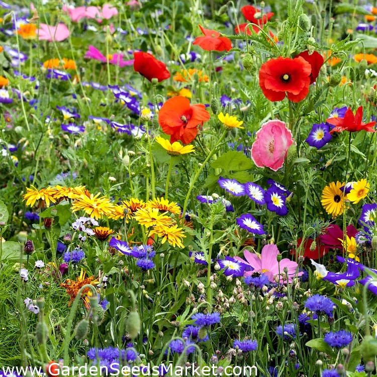 Mélange de graines de fleurs sauvages à semer