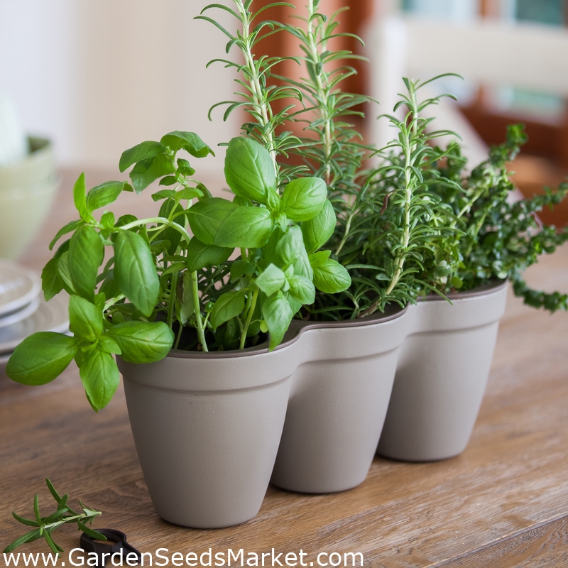 Ivy" trojni lonec za zelišča - svetlo siva - – Garden Seeds Market |  Brezplačna dostava