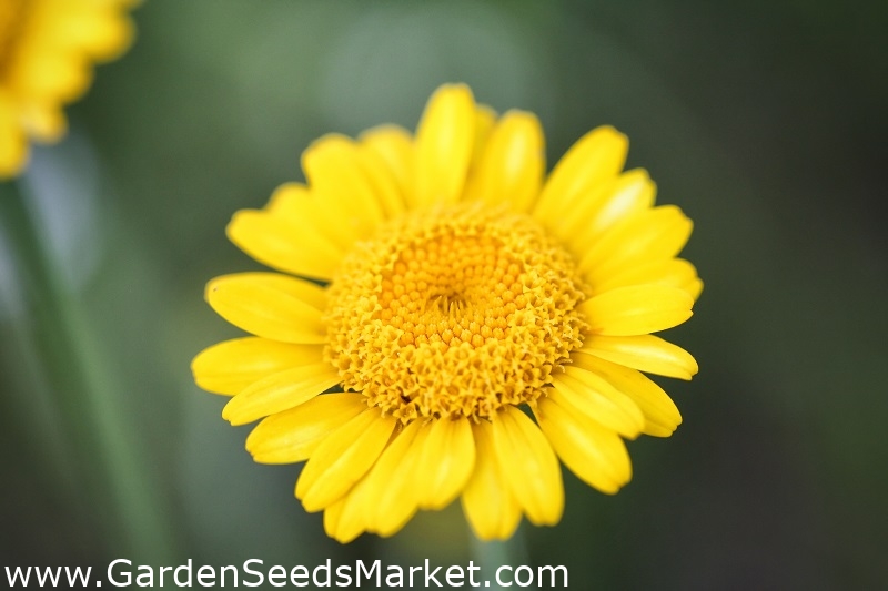 Zlatna margarita; žuta kamilica, oxeye kamilica - Cota tinctoria, syn.  Anthemis tinctoria - sjemenke – Garden Seeds Market | Besplatna dostava
