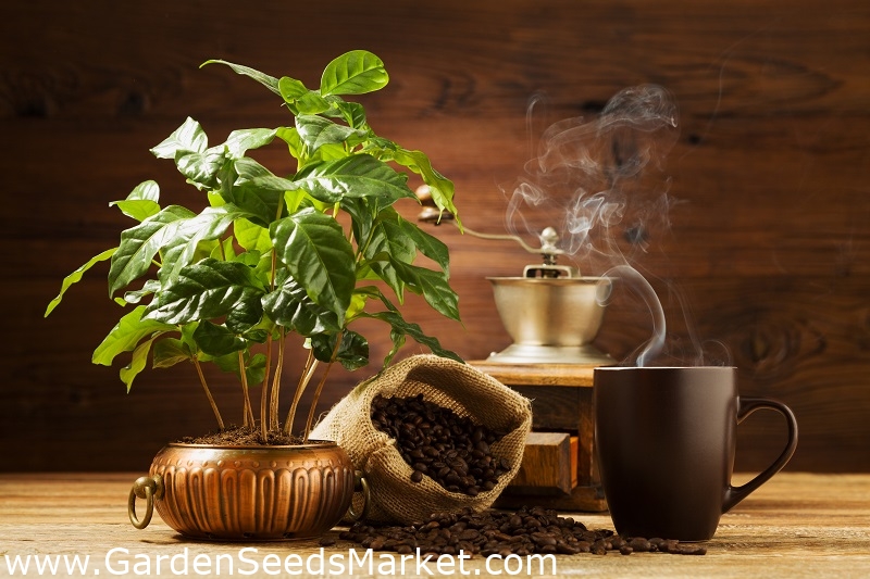 Arabialainen kahvi - 6 siementä - Coffea arabica - siemenet – Garden Seeds  Market | Ilmainen toimitus