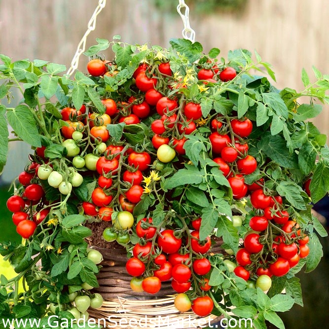 Tomate 'Bajaja' - niedrige Balkon-Cherrysorte mit überhängenden Trieben –  Garden Seeds Market | Kostenloser Versand