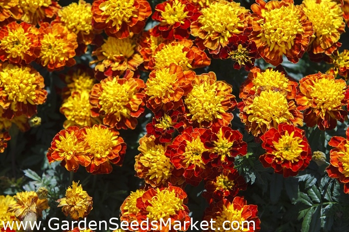Fløjlsblomst - Champion Flame - Tagetes patula L. - frø – Garden Seeds  Market | Gratis fragt