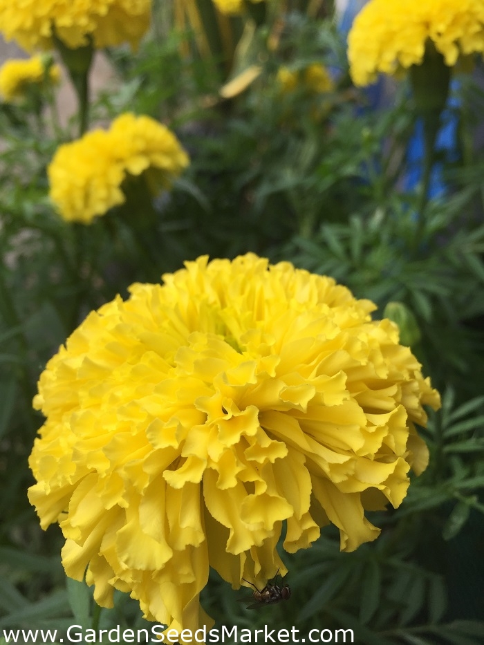 Large flowered Mexican marigold 
