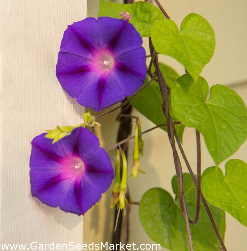 Ipomea purpurea - 80 frø - Grandpa Ott's – Garden Seeds Market | Gratis  frakt