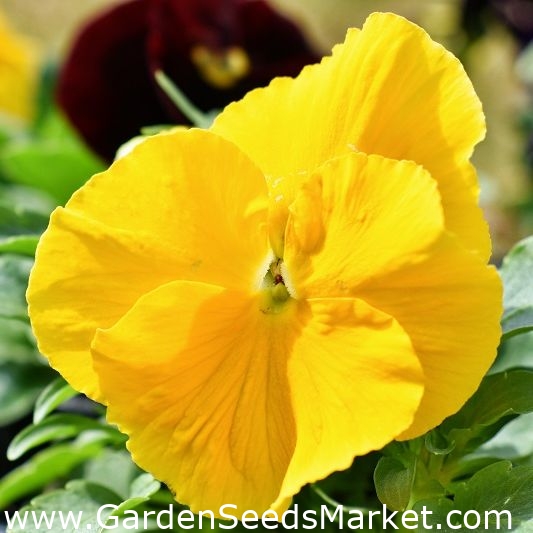 Amor-perfeito - Schweizer Riesen - amarelo - Viola x wittrockiana Schweizer  Riesen - sementes – Garden Seeds Market | Frete grátis