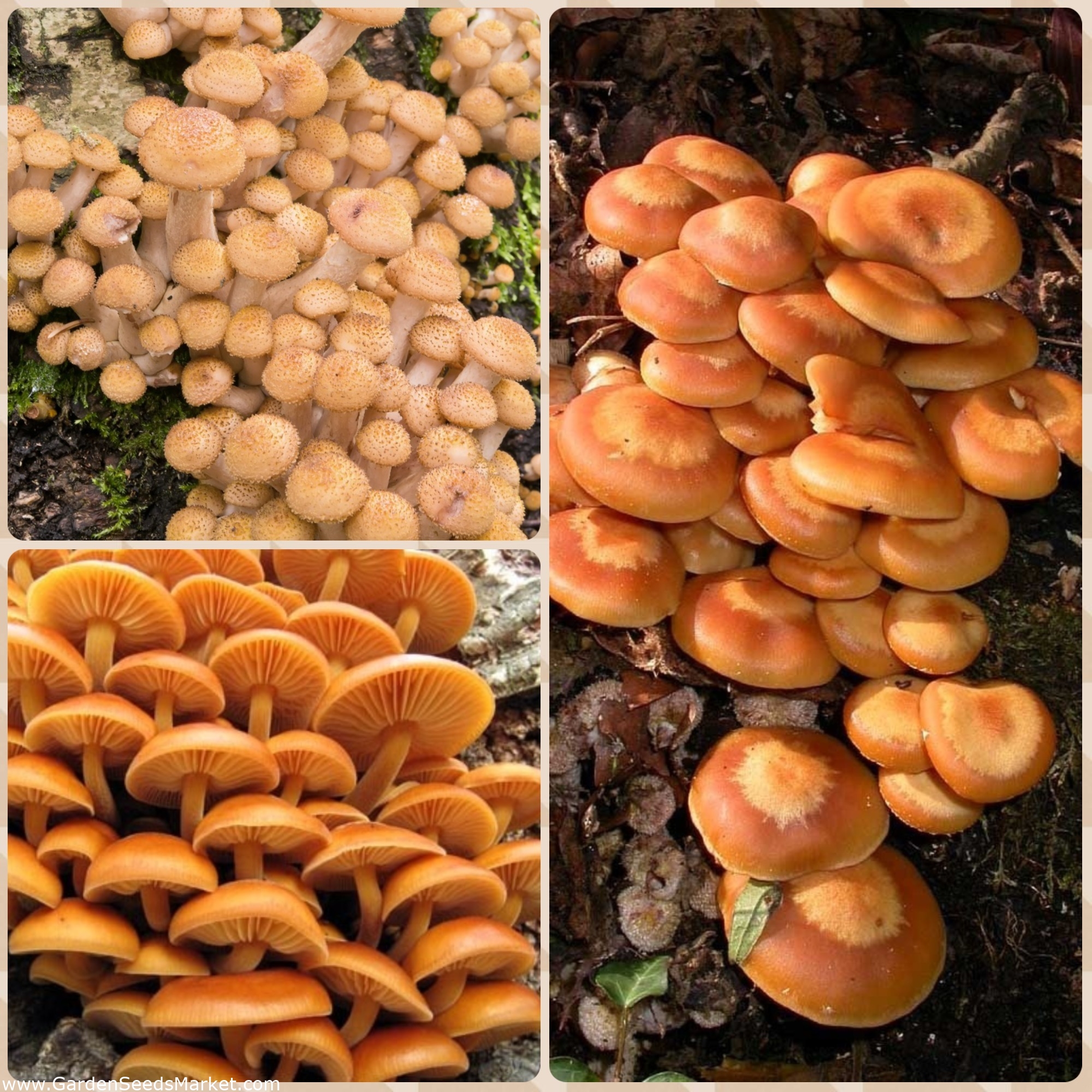 Funghi del miele e co - 3 specie di funghi: spine di spawn, spine di micelio  - – Garden Seeds Market | Spedizione gratuita