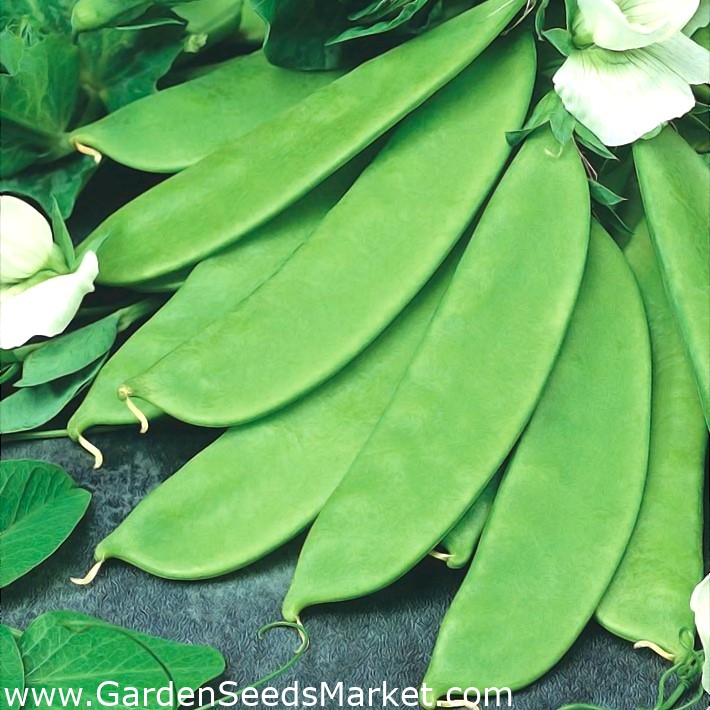 Borsó - Fairy Tale – kezelt magvak - 4 magok - Pisum sativum – Garden Seeds  Market | Ingyenes szállítás