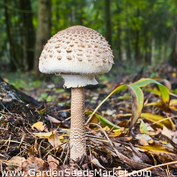 Set de champignons chêne et hêtre + champignon parasol - 4 espèces -  mycélium, frai - – Garden Seeds Market | Livraison gratuite