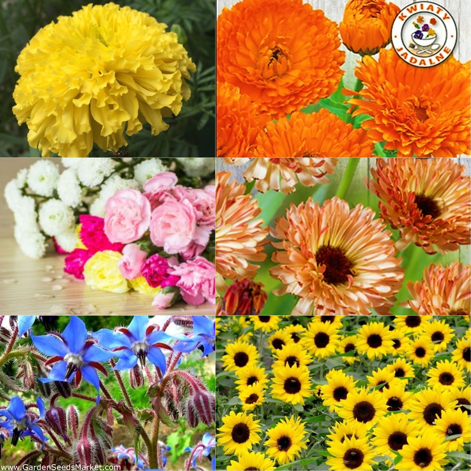 Fiori commestibili - semi di 6 specie di piante da fiore - – Garden Seeds  Market