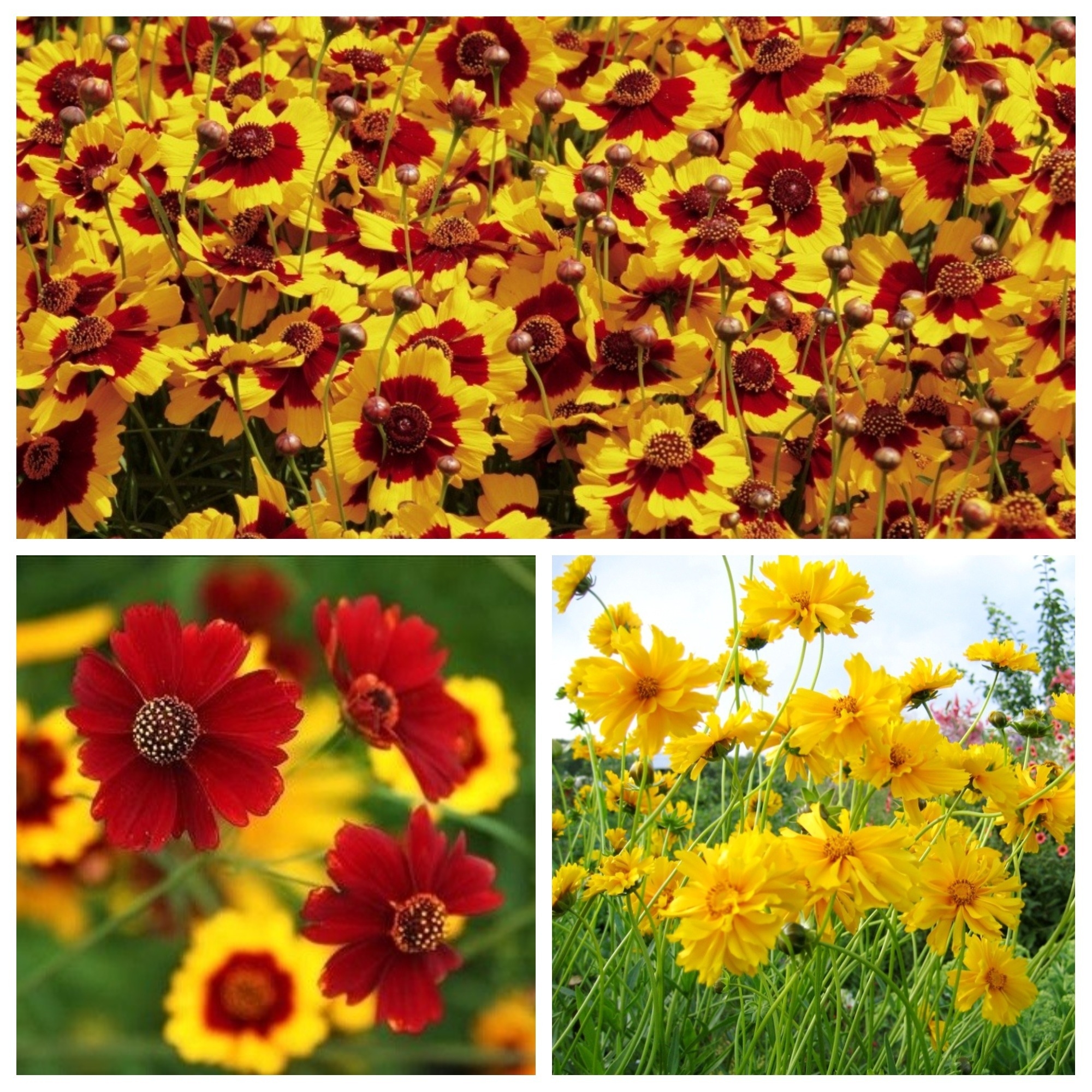 57+ Calliopsis Als Zierpflanze, Calla als zimmerpflanze ist für