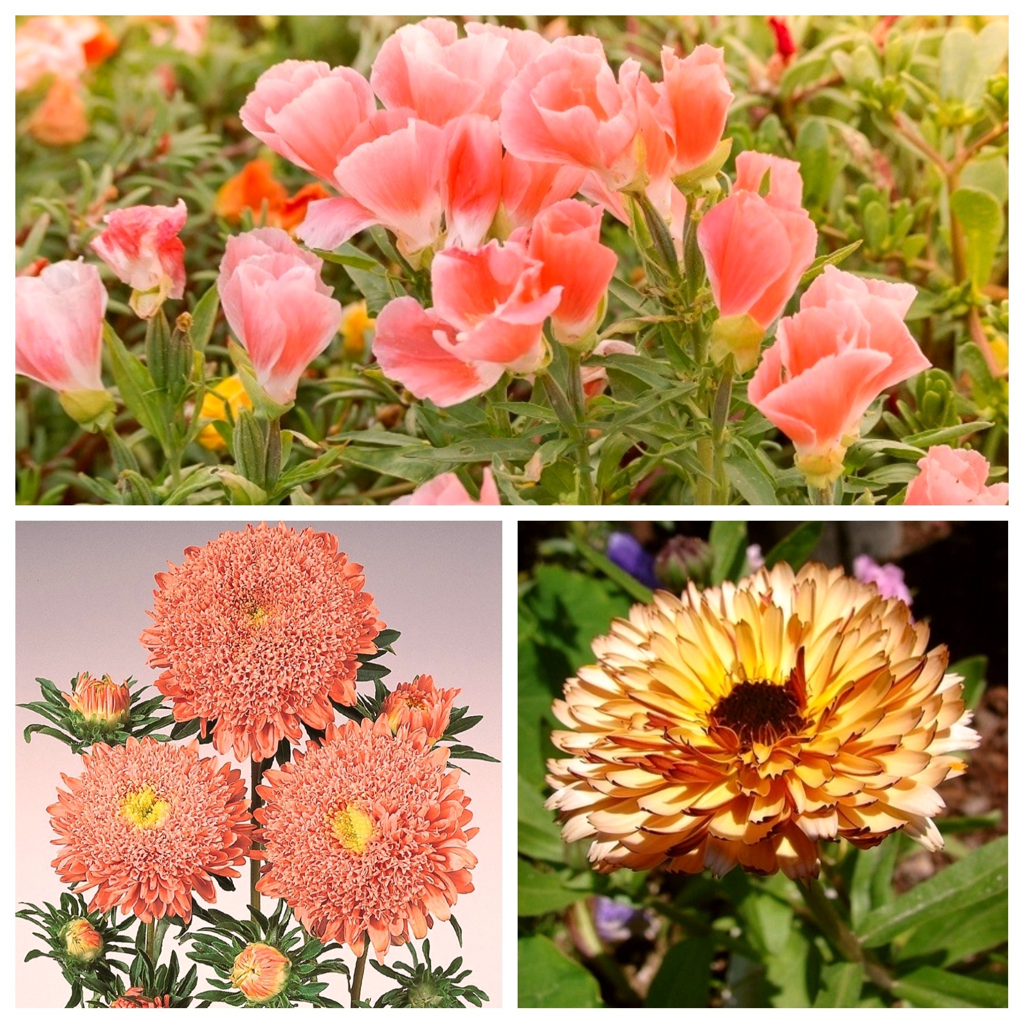 Dulce Caise Semințe De 3 Soiuri De Flori Garden Seeds Market