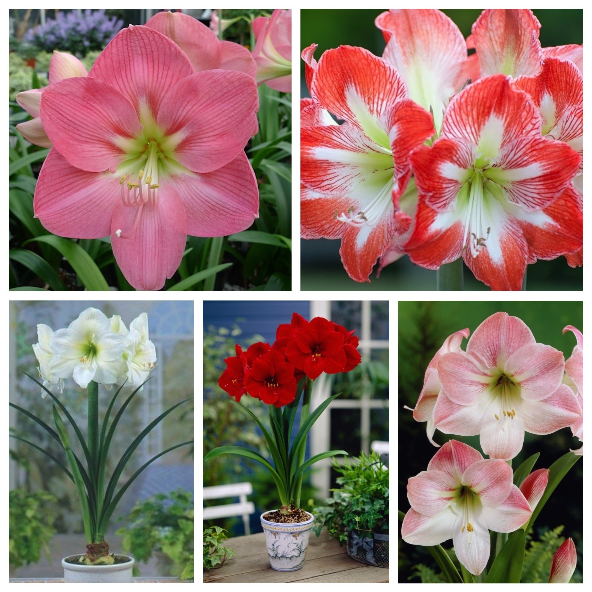 Hippeastrum 一輪アマリリス 5品種の選択 Garden Seeds Market 送料無料