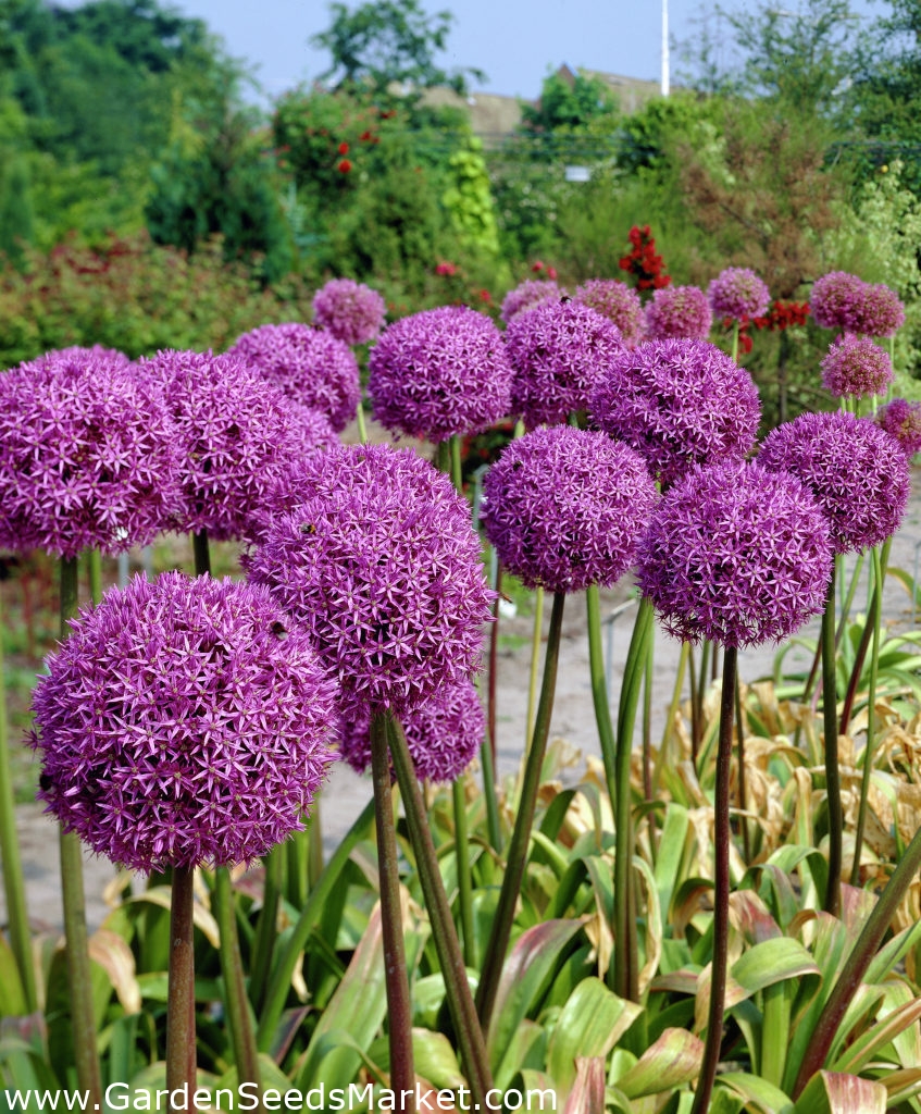 たまねぎ 大パック 個 Garden Seeds Market 送料無料