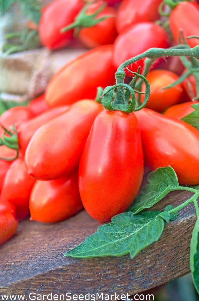 Tomate Big Mama F1 estufa Lycopersicon esculentum Mill sementes