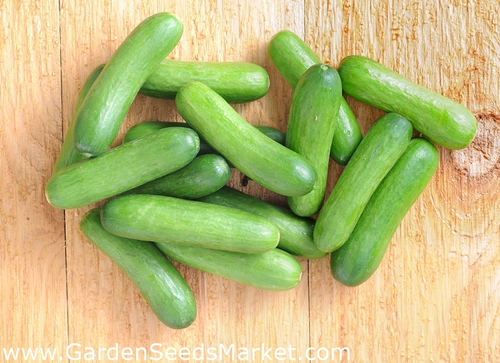 Cucumber Iznik F1 Salad Variety For Cultivation In Pots 7 Seeds Garden Seeds Market Free Shipping Cucumber Iznik F1 Salad Variety For Cultivation In Pots 7 Seeds Garden Seeds Market Free Shipping