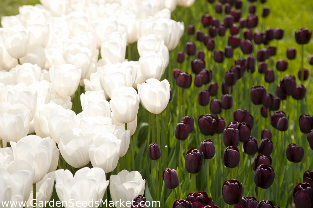 Tulipán carmesí blanco y oscuro - juego de 30 piezas - – Garden Seeds  Market