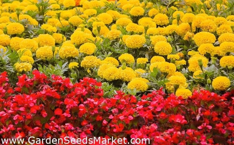 Begonia roja de floración continua + caléndula francesa amarilla de flor  grande - semillas de 2 especies de plantas con flores - – Garden Seeds  Market | Envío gratis