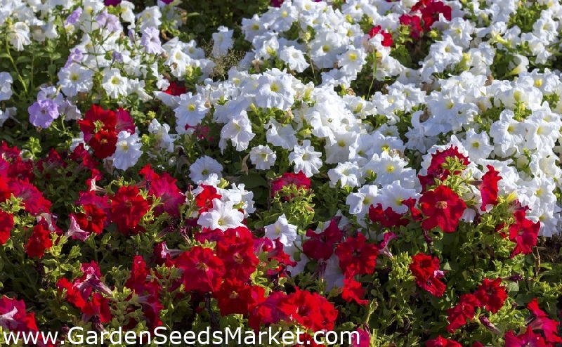 赤と白の大輪ペチュニア 2つの開花植物の品種の種 シーズ Garden Seeds Market 送料無料