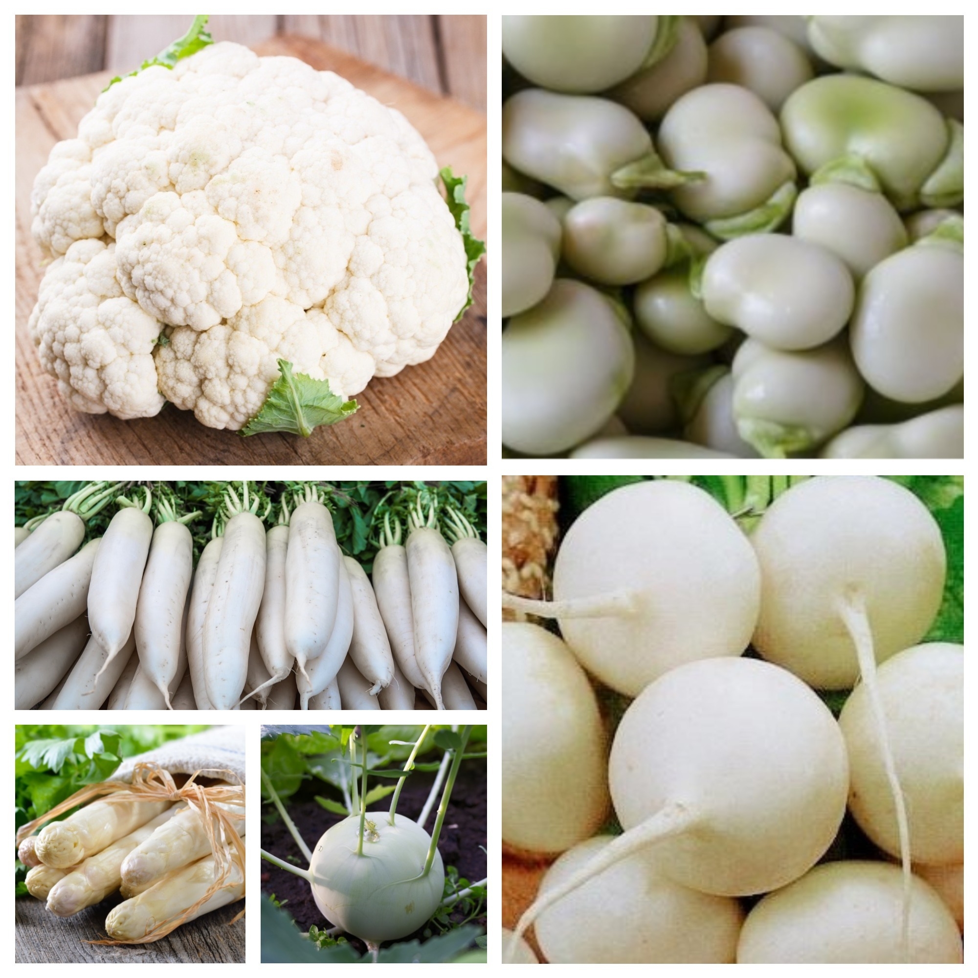 الخضروات البيضاء - مجموعة الموسع - بذور 10 نوعا - - ابذرة – Garden Seeds  Market | الشحن مجانا