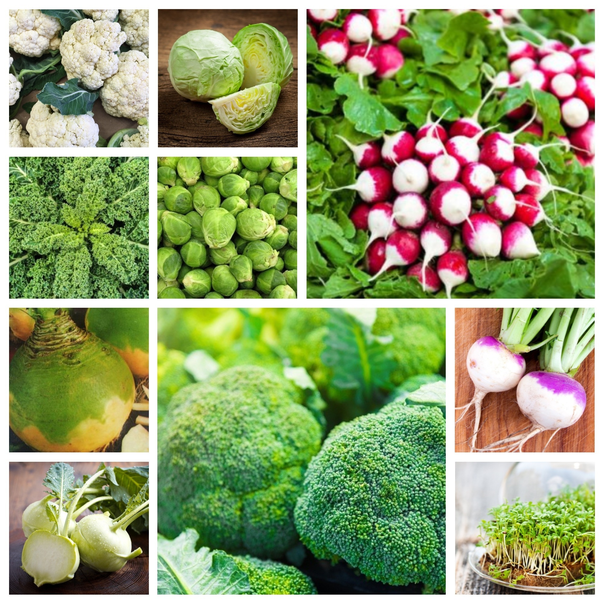 Список овощных растений. Овощные растения. Семена овощей и зелени. Семена огородных растений. Семена овощных растений.