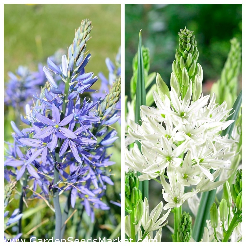 白と青のボーダー カマのセット カマシア 24個quamash インドのヒヤシンス カマッシュ 野生のヒヤシンス Garden Seeds Market 送料無料