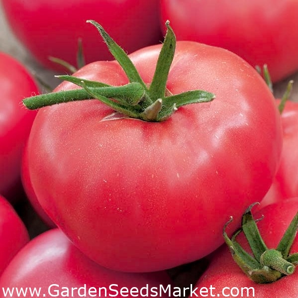 Pole, malina typu paradajka "Adonis" \ t - Lycopersicon esculentum Mill -  semená – Garden Seeds Market | Doprava zdarma