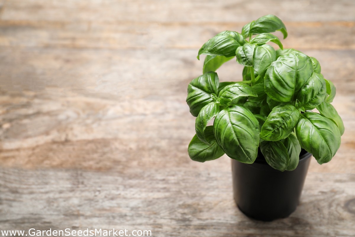 グリーンバジル Seed Disc Ocimum Basilicum シーズ Garden Seeds Market 送料無料