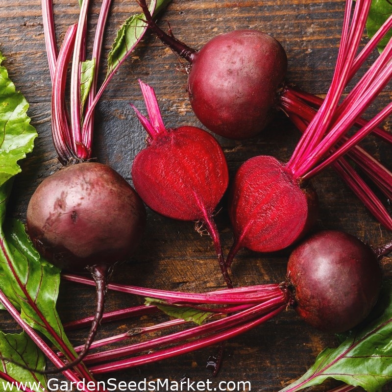 Rødbede – Crimson - pelleterede frø - Beta vulgaris var. Conditiva – Garden  Seeds Market | Gratis fragt