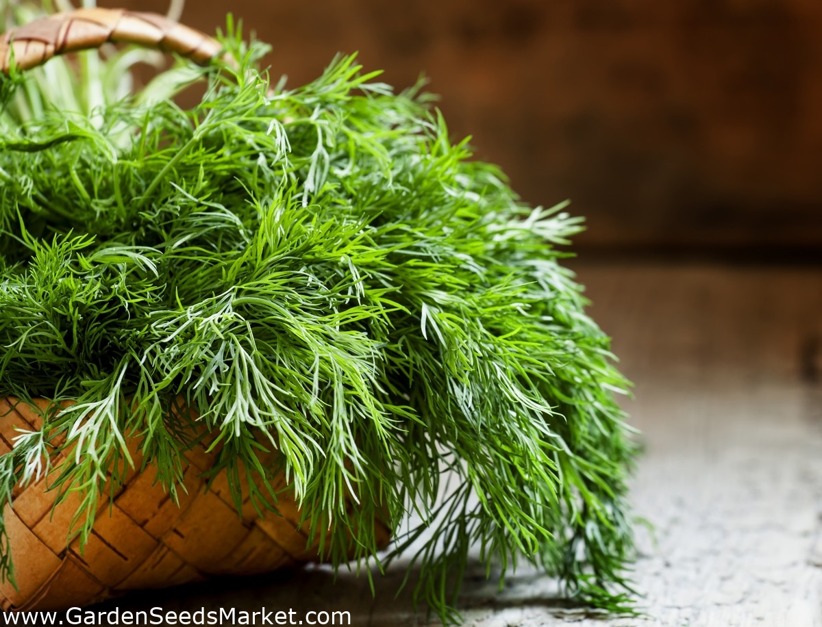 Home Home & Garden 100 ORGANICALLY GROWN Dwarf Balcony Hera Dill Seeds