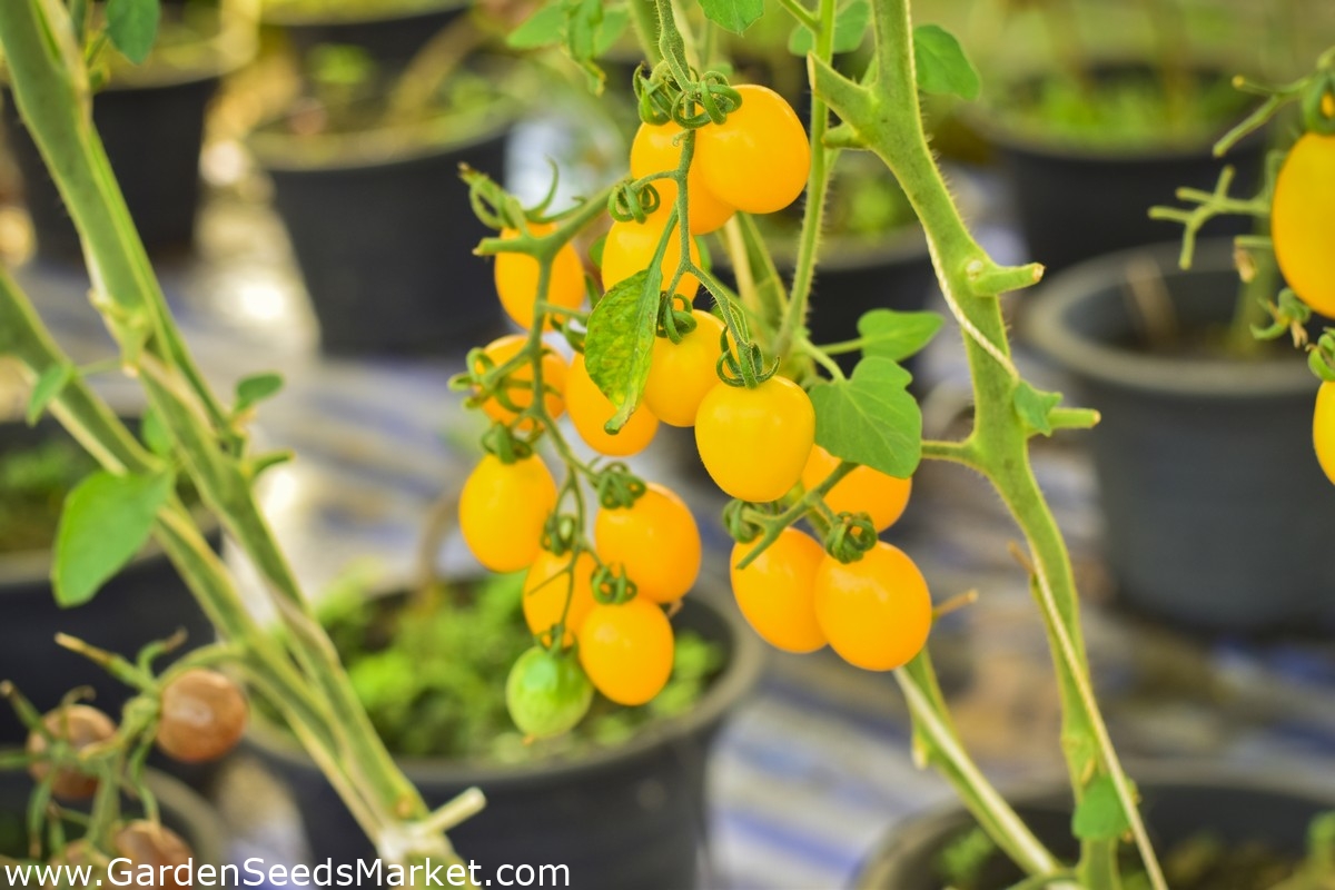 Mini zahrada - Žlutá cherry rajčata - pro pěstování na balkonech a terasách  - Lycopersicon esculentum - semena – Garden Seeds Market | Doprava zdarma