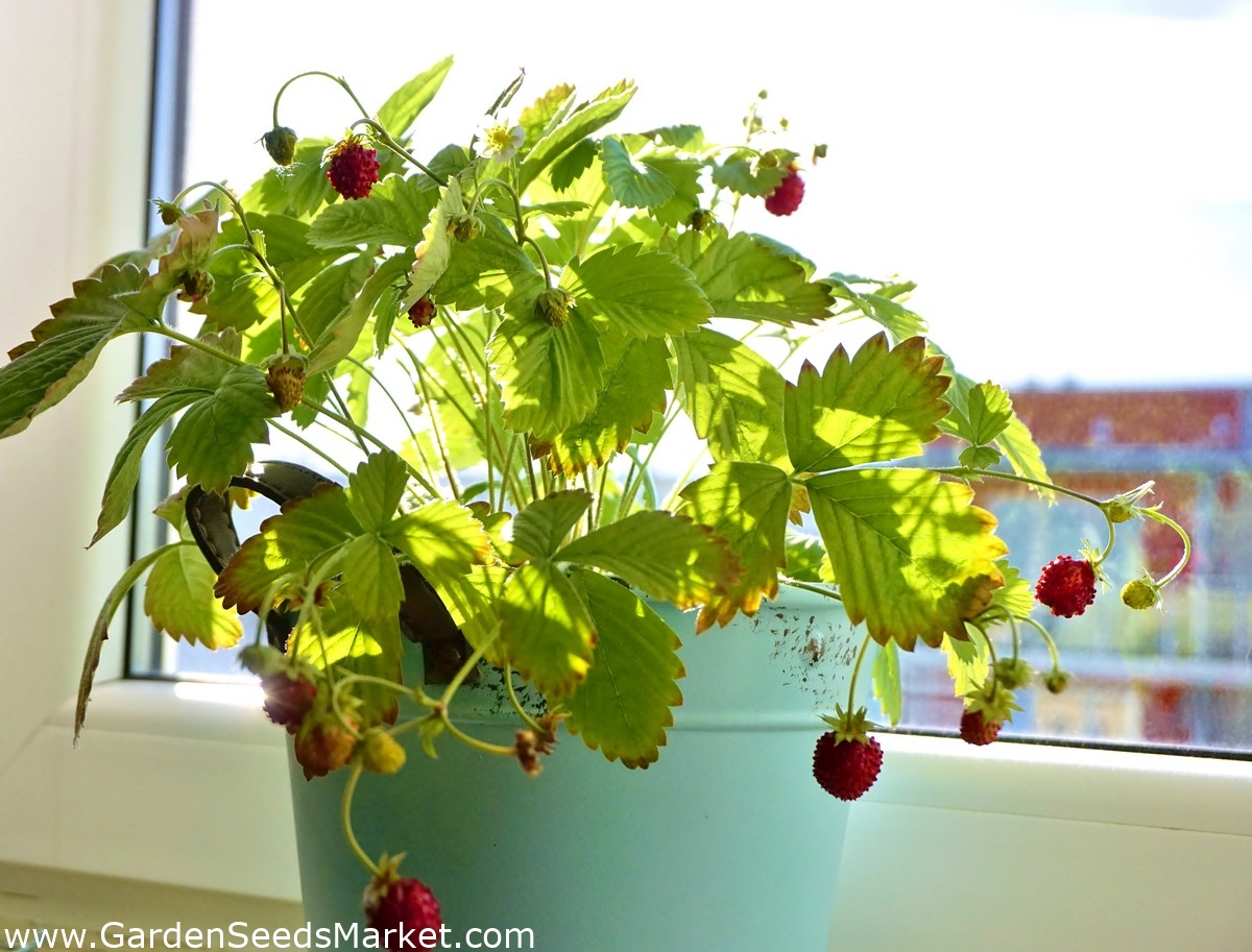 ミニガーデン ワイルドストロベリー バルコニーやテラスでの栽培用 Fragaria Vesca シーズ Garden Seeds Market 送料無料