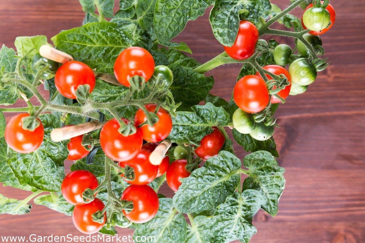 Mini Garden - Rote Kirschtomate - für den Anbau auf Balkonen und