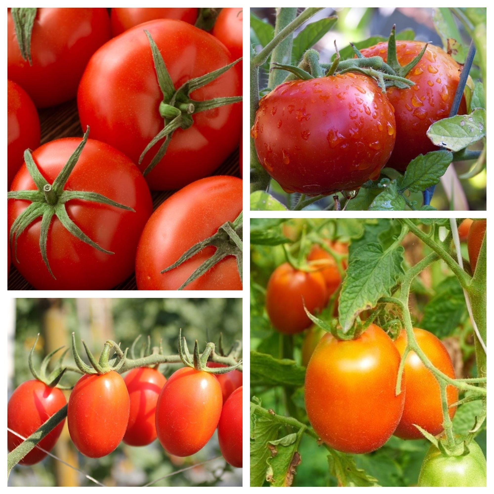 ドワーフトマト セット1 4野菜の品種の種のセット シーズ Garden Seeds Market 送料無料