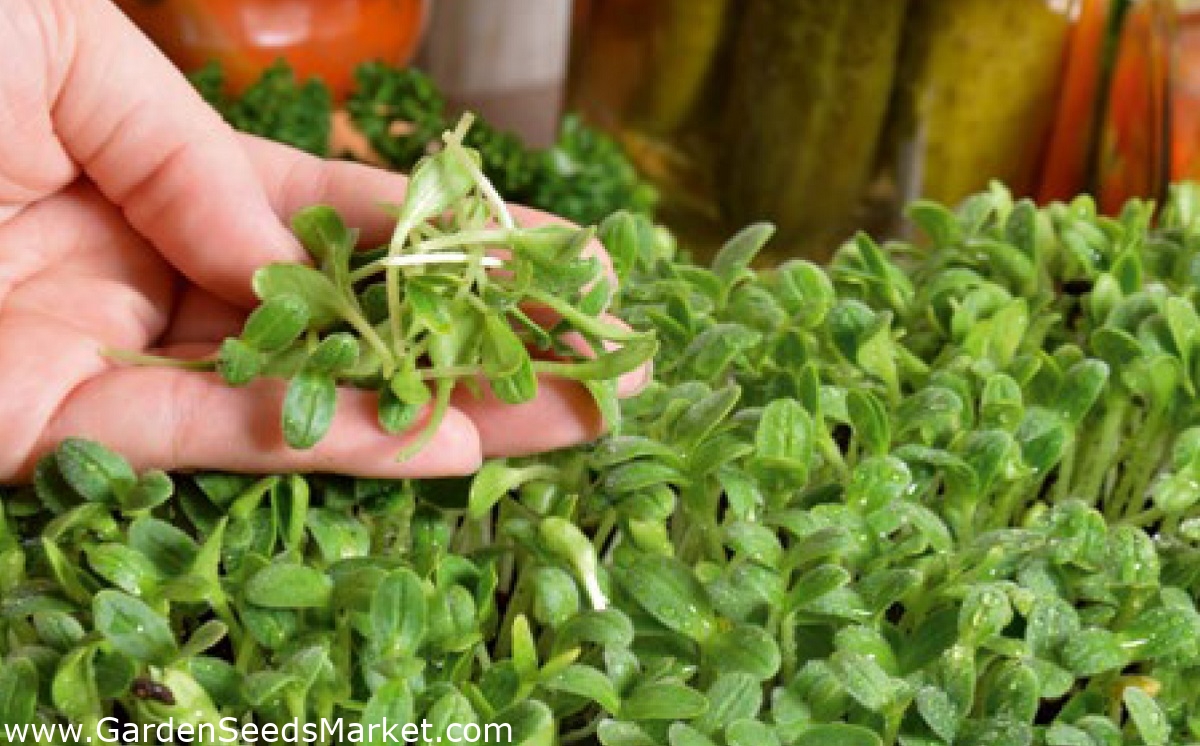 Harilik kurgirohi - Borago officinalis - seemned – Garden Seeds Market |  Tasuta saatmine