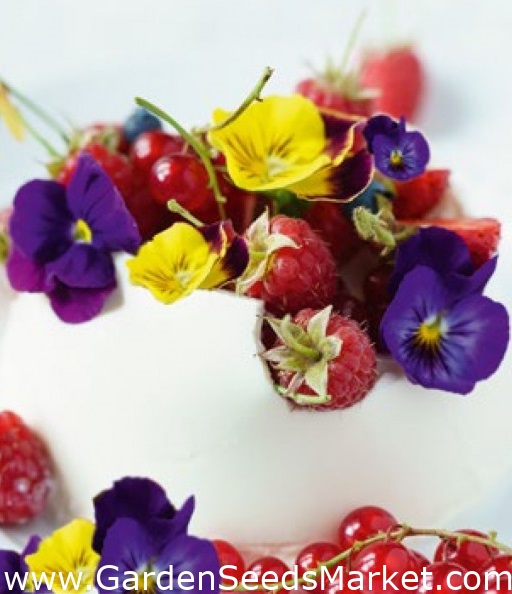 Jedlé kvety - veľký kvetovaný záhradný maceška - farebný mix - semená –  Garden Seeds Market | Doprava zdarma
