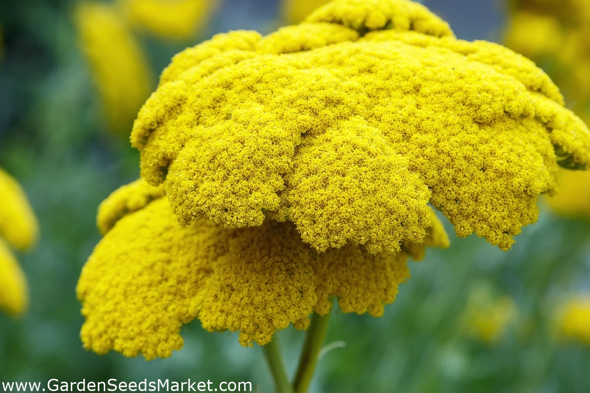 Achillée millefeuille - Parker's - jaune - Achillea millefolium ...
