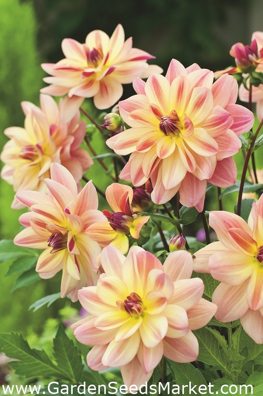 Dahlia Happy Butterfly Garden Seeds Market Free shipping