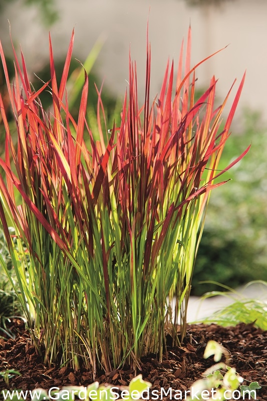 Cogongrass - Red Baron - 1 stk; kunai gress – Garden Seeds Market | Gratis  frakt