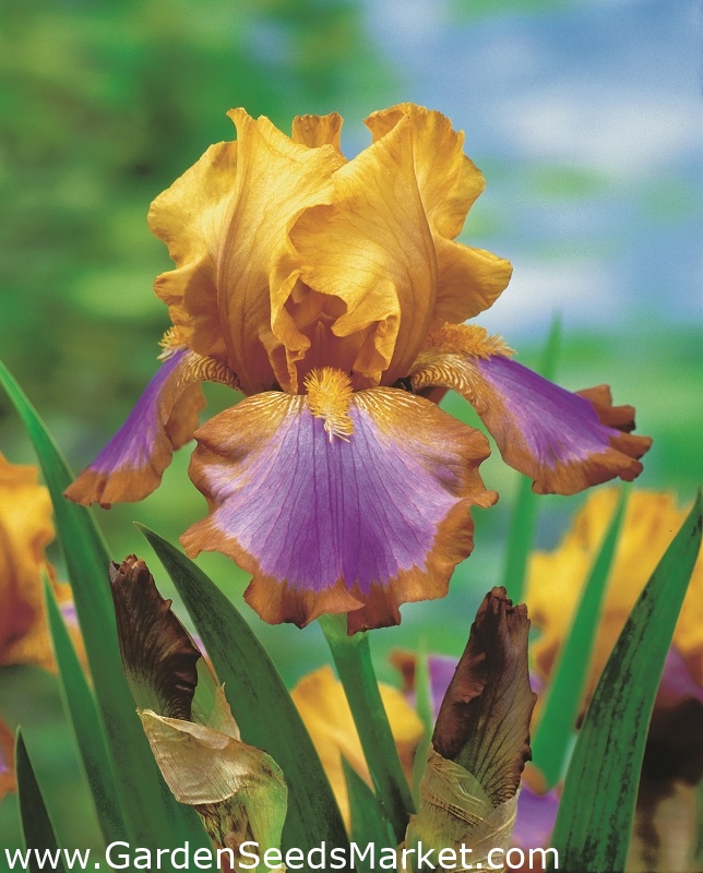 Bearded iris - Brown lasso; German bearded iris – Garden Seeds Market