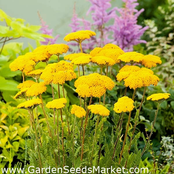 Milefólio - Parker's - amarelo - Achillea millefolium – Garden Seeds Market  | Frete grátis