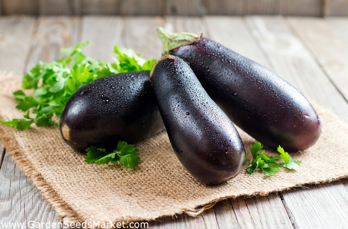Aubergine - Violetta Lunga 3 - Dark Purple, Long Fruit for Versatile ...