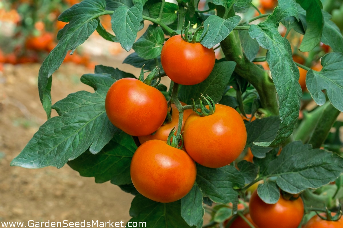 ドワーフ畑のトマト Lolek 長期貯蔵用に推奨される 非常に遅いオレンジ色の品種 Lycopersicon Esculentum Lolek シーズ Garden Seeds Market 送料無料