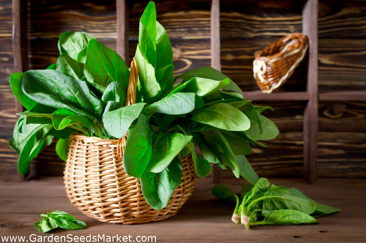 Bayam (Spinacia Oleracea): Si Hijau Kaya Nutrisi Dalam Genggaman TOGA Anda Bayam (Spinacia Oleracea): Si Hijau Kaya Nutrisi Dalam Genggaman TOGA Anda