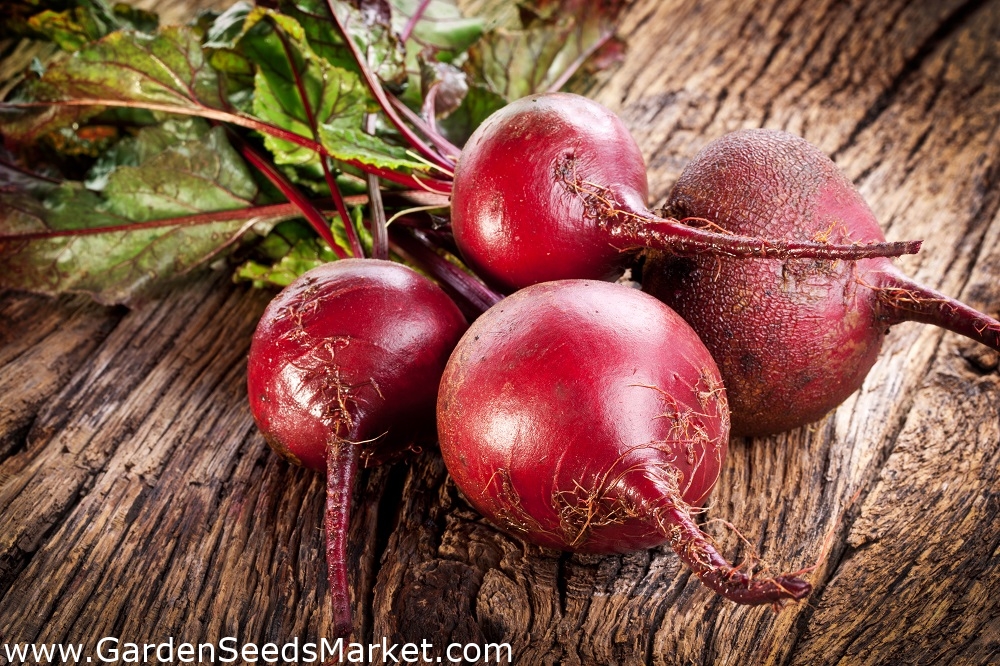 レッドビートルート Okraglyciemnoczerwony ラウンドダークレッド Treated Seeds Garden Seeds Market 送料無料