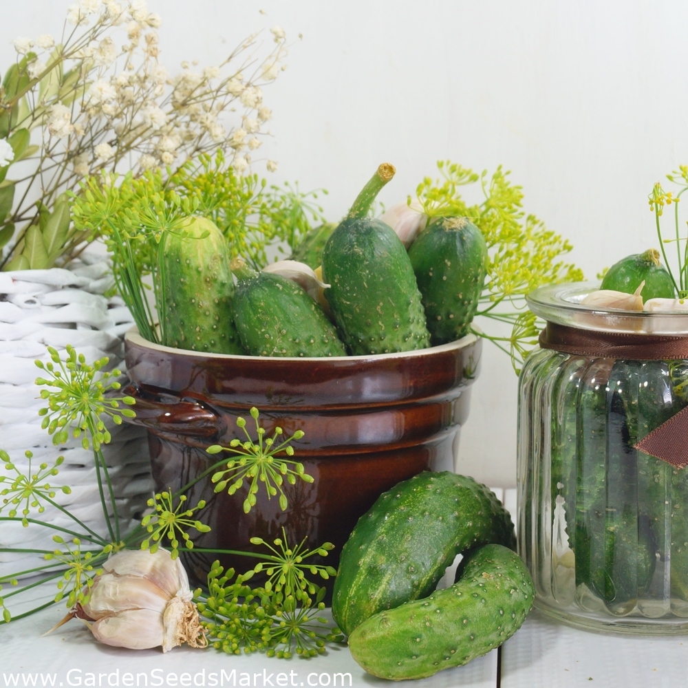 Field cucumber 'Polan' pickling variety 100 gram Garden Seeds