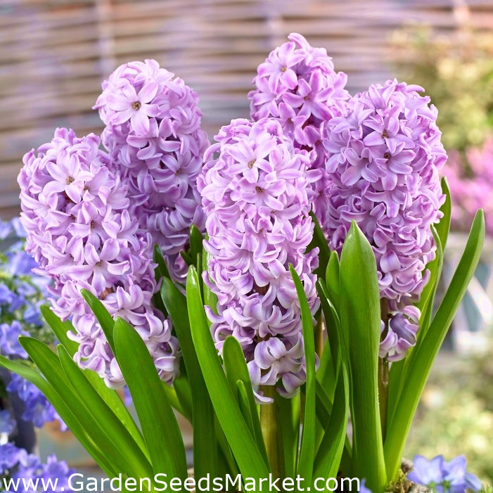 Jonquil ラベンダーの花が咲き誇るヒヤシンスとブルーヒヤシンス 28個セット Garden Seeds Market 送料無料