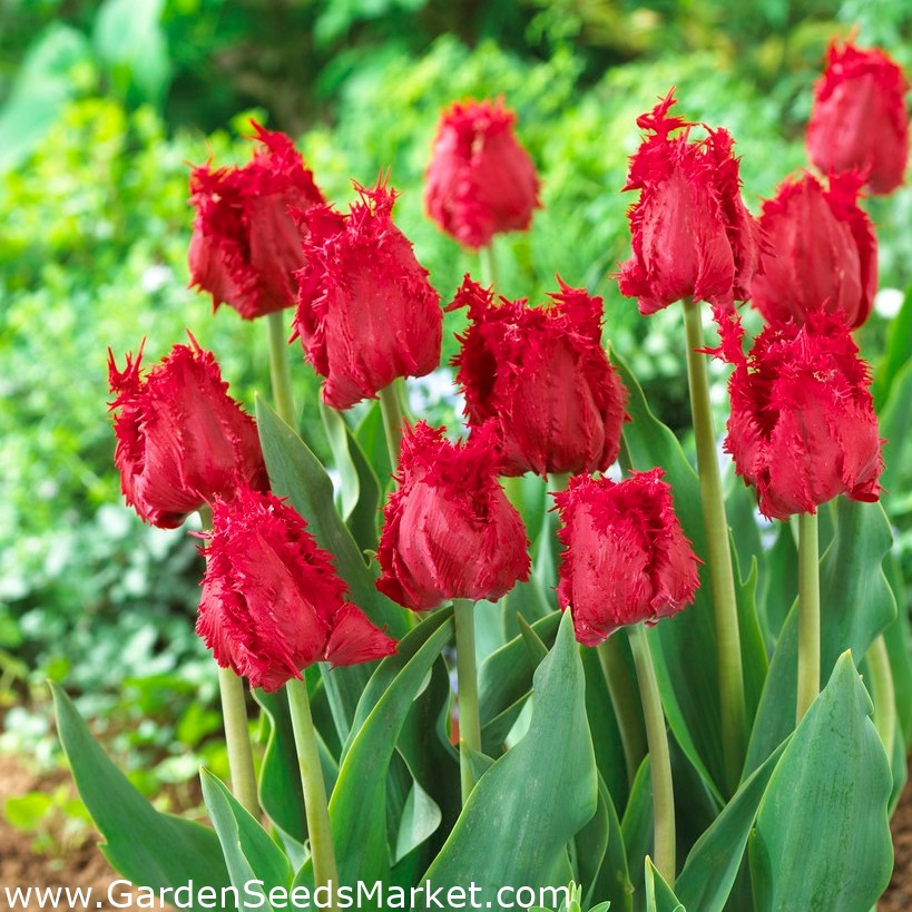 Tulipán Barbados - csomag 5 darab - Tulipa Barbados – Garden Seeds Market |  Ingyenes szállítás