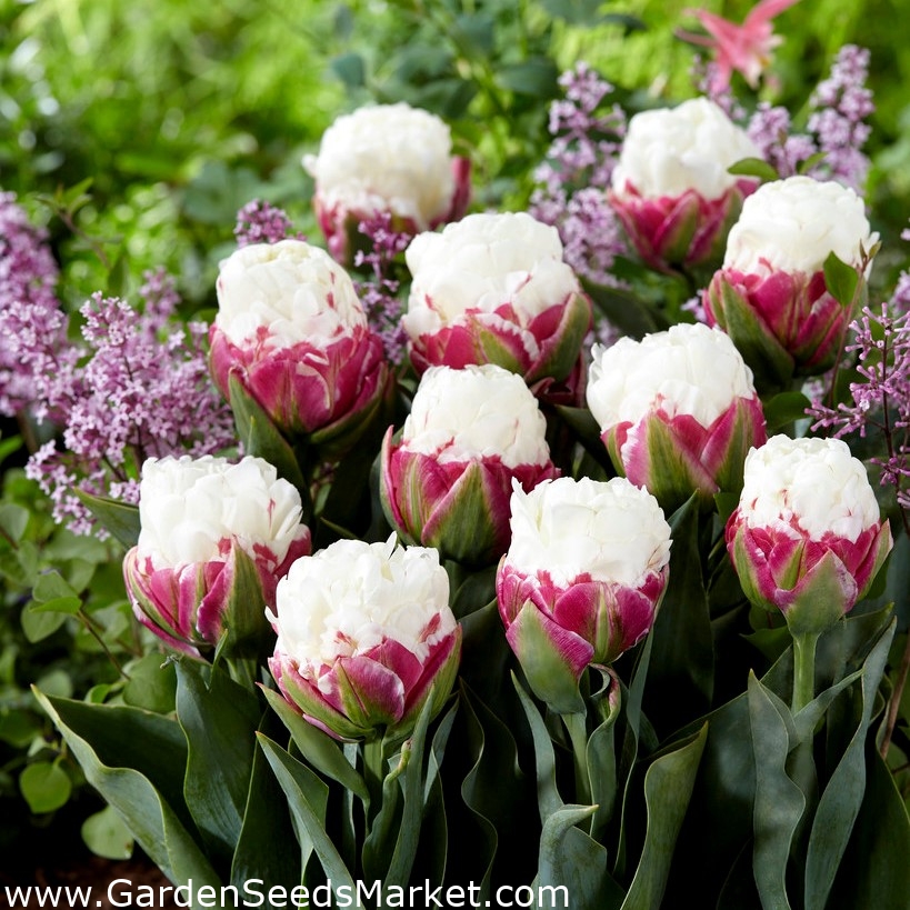 Tulipán Ice Cream - csomag 5 darab - Tulipa Ice Cream – Garden Seeds Market  | Ingyenes szállítás