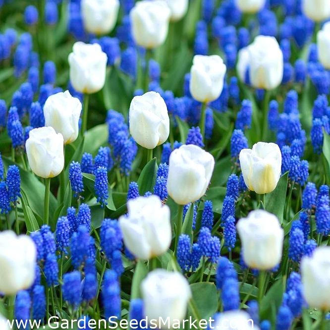 Bílá – modrá louka - bílý tulipán a arménský hyacint - – Garden Seeds  Market | Doprava zdarma