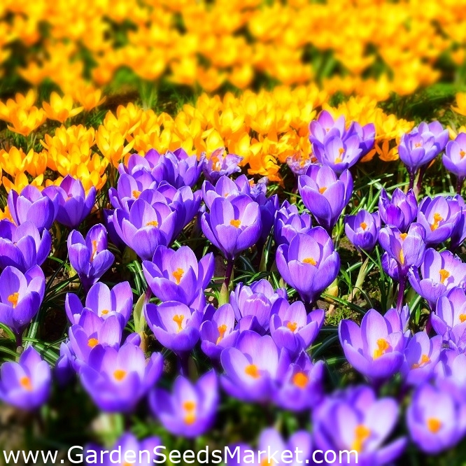 紫黄色の空き地 クロッカスの選択 ラージパック 100個 Garden Seeds Market 送料無料